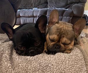 dogs