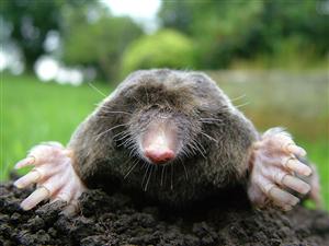 Is it a small burrowing mammal? 