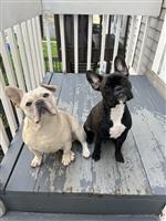 Thor & Bruno