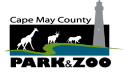Cape May virtual zoo 